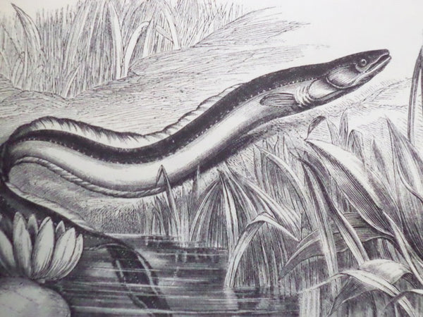 The New Illustrated Natural History