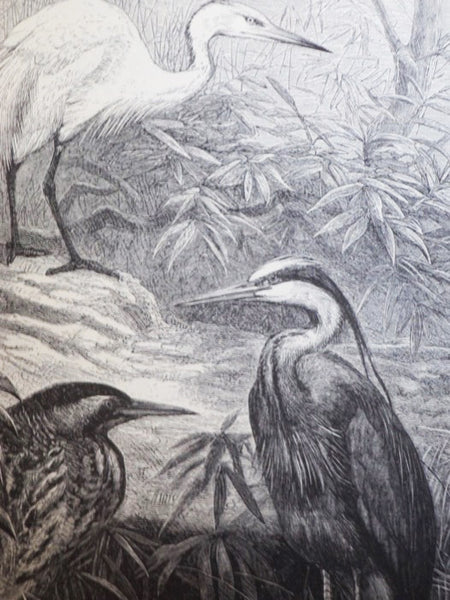 The New Illustrated Natural History