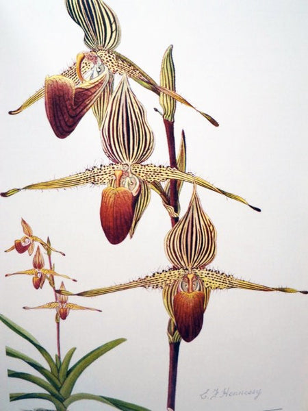 The Slipper Orchids: Selenipedium, Phragmipedium, Criosanthes, Cypripedium, Paphiopedilum