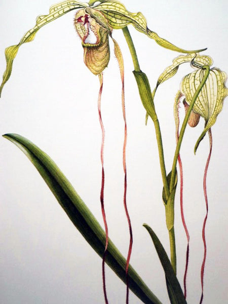 The Slipper Orchids: Selenipedium, Phragmipedium, Criosanthes, Cypripedium, Paphiopedilum