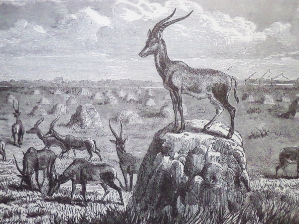 The Achievements of Stanley and Other African Explorers. Comprising All the Late and Really Great Achievements Won in the Exploration of the Vast Unknown Region of Equatorial Africa; Chief among which Are the Finding of the Lost Livingstone by Stanley, t…