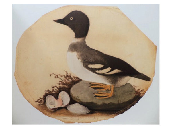 Audubon, Early Drawings