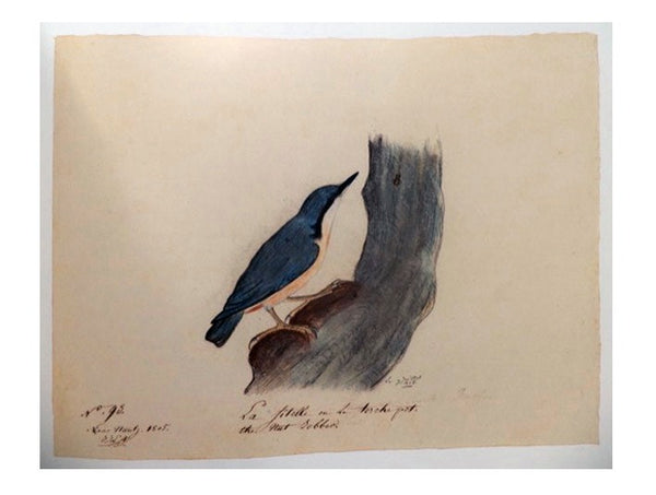Audubon, Early Drawings
