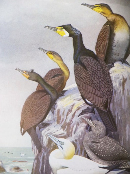 A Natural History of American Birds of Eastern and Central North America: Revised and Abridged with the Addition of More than One Hundred Species