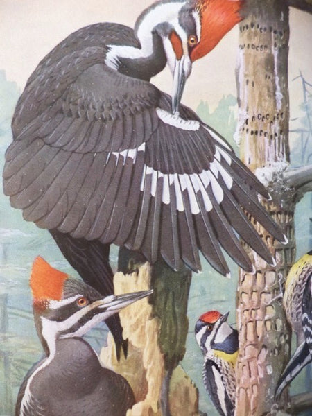 A Natural History of American Birds of Eastern and Central North America: Revised and Abridged with the Addition of More than One Hundred Species