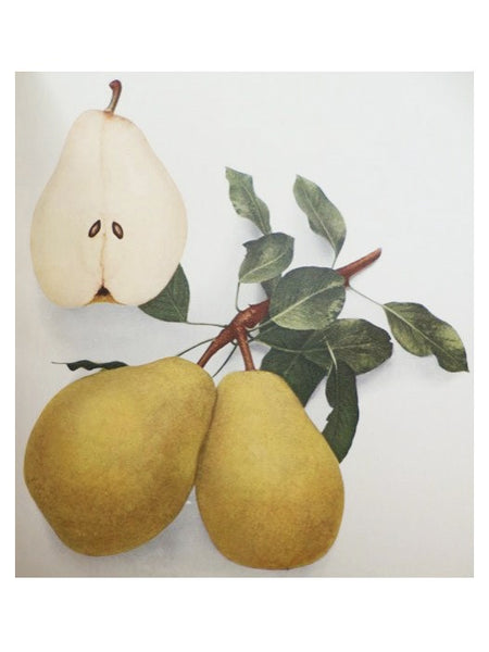 The Pears of New York (Report of the New York Agricultural Experiment Station for the Year 1921, Volume II) (State of New York - Department of Agriculture Twenty-Ninth Annual Report, Vol. 2, Part II)