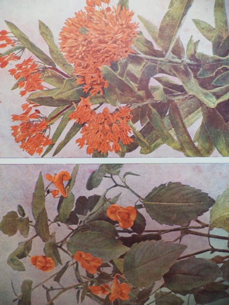 Nature's Garden: An Aid to Knowledge of Our Wild Flowers and Their Insect Visitors