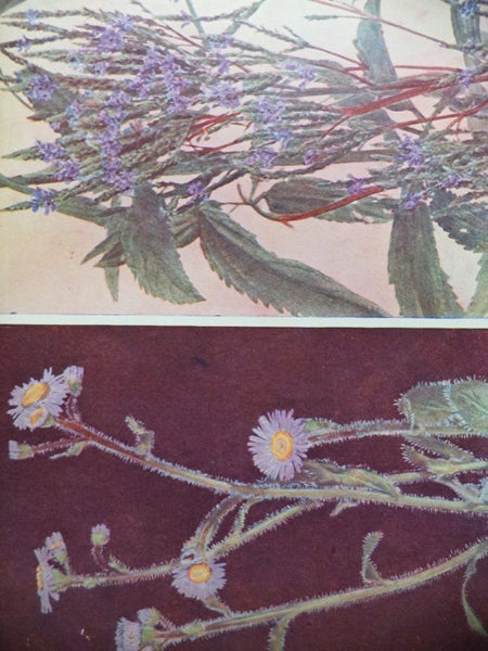 Nature's Garden: An Aid to Knowledge of Our Wild Flowers and Their Insect Visitors