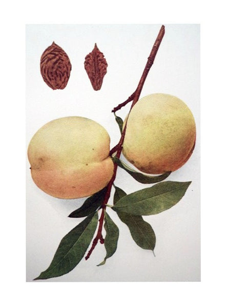 The Peaches of New York (Report of the New York Agricultural Experiment Station for the Year 1916, Volume II) (State of New York - Department of Agriculture Twenty-Fourth Annual Report, Vol. 2, Part II)