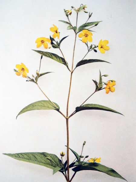 Wild Flowers: With Three Hundred Sixty-Four Photographs of American Wild Flowers in Natural Colors