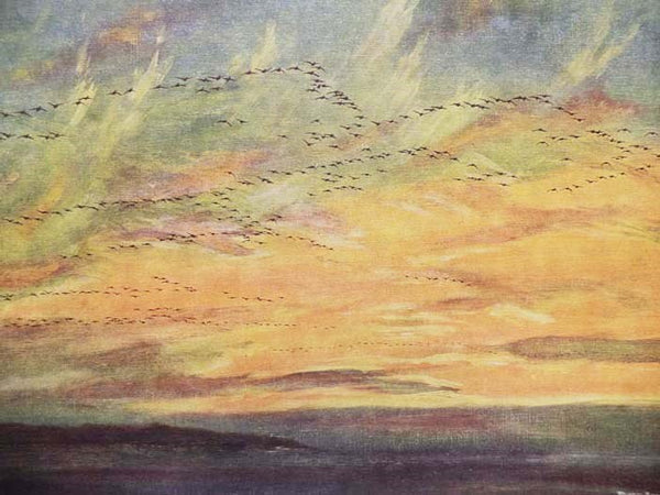 Morning Flight: A Book of Wildfowl