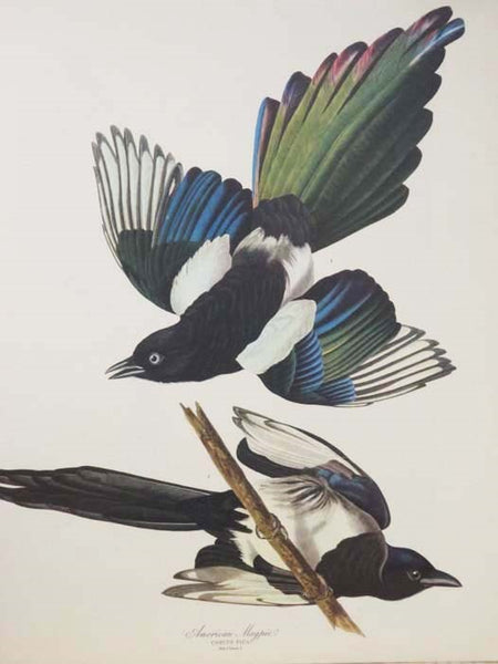 The Audubon Folio: 30 Great Bird Paintings