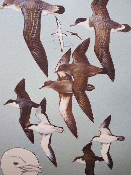 The Field Guide Art of Roger Tory Peterson, in Two Volumes: Eastern Birds; Western Birds