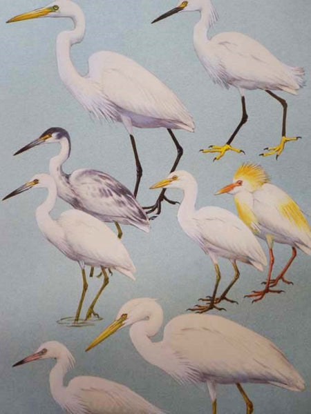 The Field Guide Art of Roger Tory Peterson, in Two Volumes: Eastern Birds; Western Birds