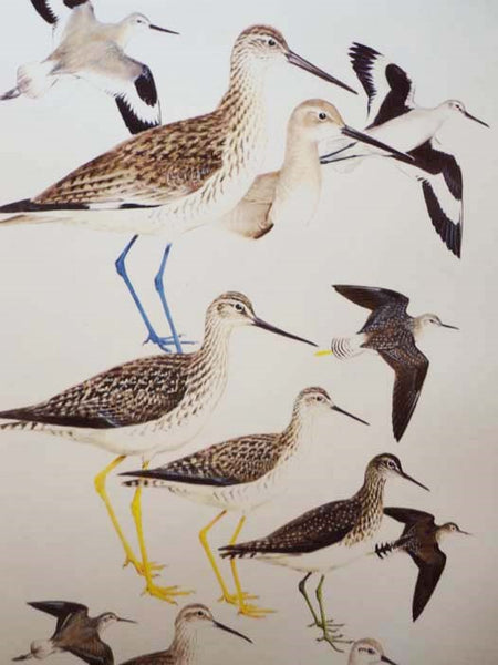The Field Guide Art of Roger Tory Peterson, in Two Volumes: Eastern Birds; Western Birds