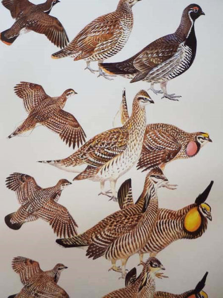 The Field Guide Art of Roger Tory Peterson, in Two Volumes: Eastern Birds; Western Birds