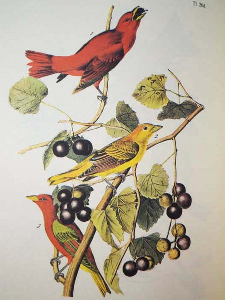 The Art of Audubon: The Complete Birds and Mammals