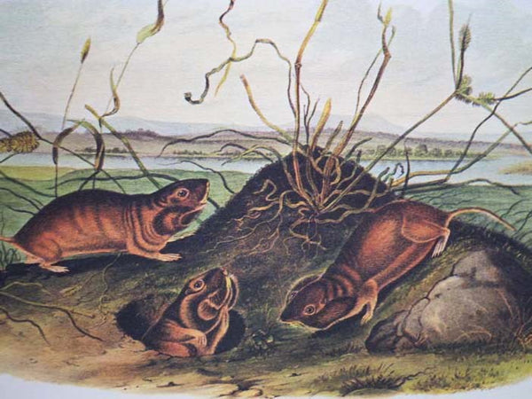 The Art of Audubon: The Complete Birds and Mammals