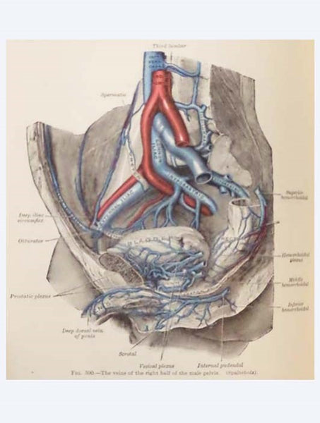 Anatomy of the Human Body [Gray's]