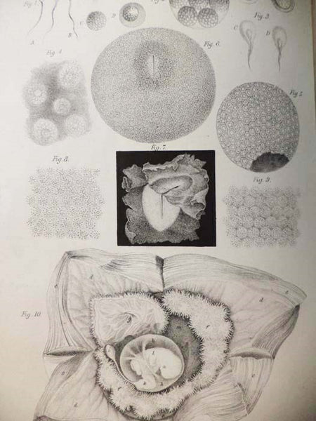 Principles of Human Physiology, with Their Chief Applications to Psychology, Pathology, Therapeutics, Hygiene, and Forensic Medicine.