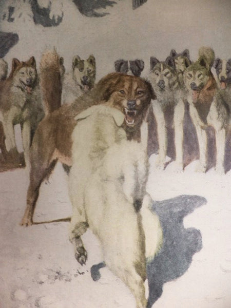 The Call of the Wild