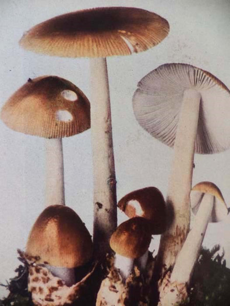 The Mushroom Book: A Popular Guide to the Identification and Study of Our Commoner Fungi, with Special Emphasis on the Edible Varieties