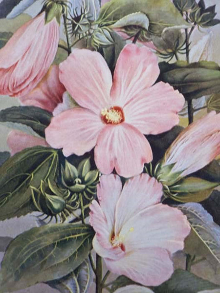 A Guide to the Wild Flowers [Wildflowers]