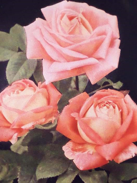 The Rose Book: A Complete Guide for Amateur Rose Growers