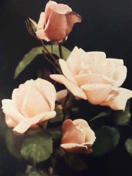 The Rose Book: A Complete Guide for Amateur Rose Growers
