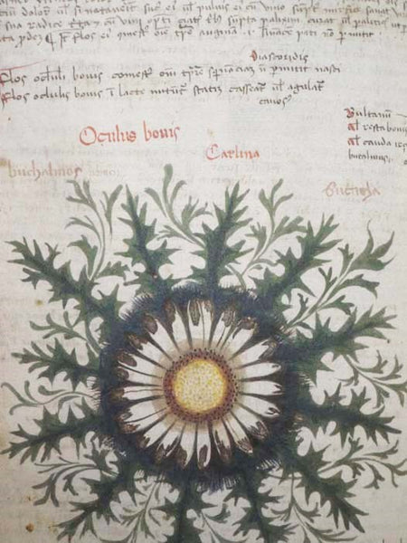 The Naming of Names: The Search for Order in the World of Plants