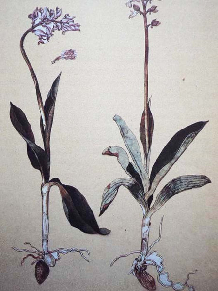 The Naming of Names: The Search for Order in the World of Plants