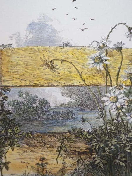In Berkshire with the Wild Flowers
