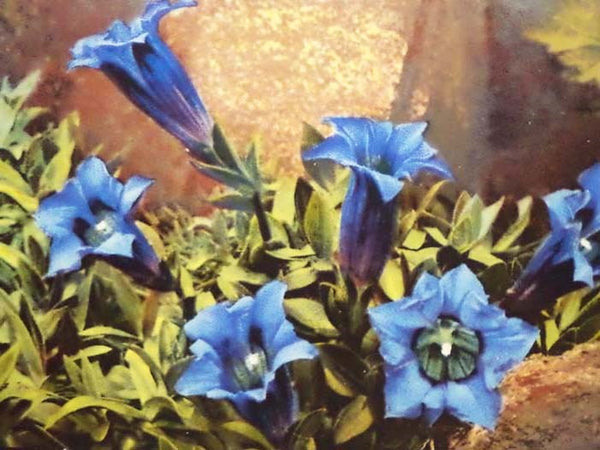 Alpine Flowers and Rock Gardens, with Notes on "Alpine Plants at Home"