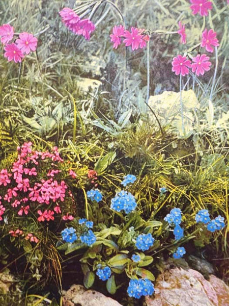 Alpine Flowers and Rock Gardens, with Notes on "Alpine Plants at Home"
