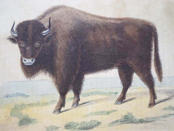 A Natural History of Animals.
