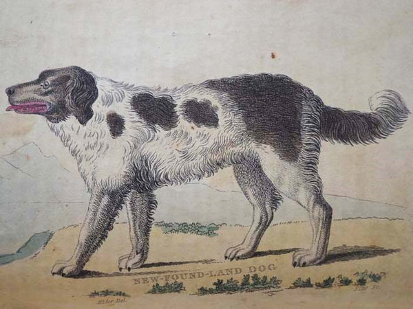 A Natural History of Animals.