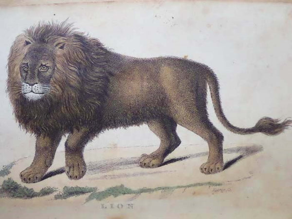 A Natural History of Animals.
