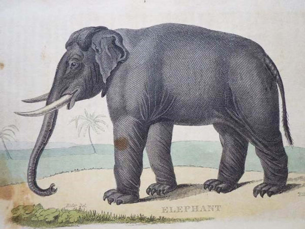 A Natural History of Animals.