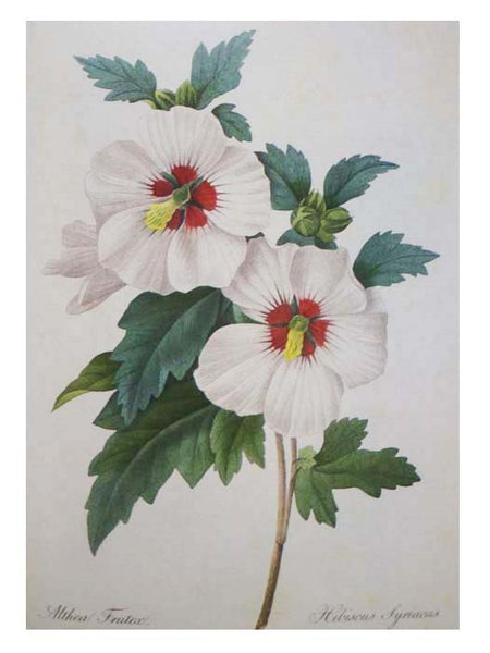 Redoute's Fairest Flowers