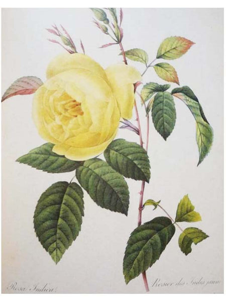 Redoute's Fairest Flowers