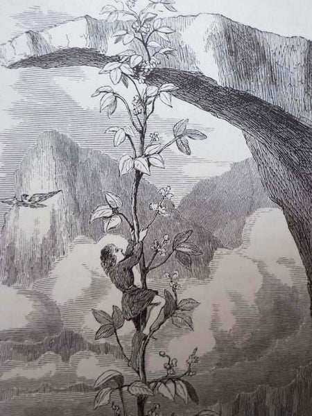 Standard Fairy Tales, Containing Aladdin, Cinderella, Beauty and the Beast, Jack the Giant-Killer, Red Riding Hood, Tom Thumb, Puss in Boots, Etc., Etc. [Jack and the Beanstalk; Little Red Riding Hood] [The Child's Own Book of Standard Fairy Tales]