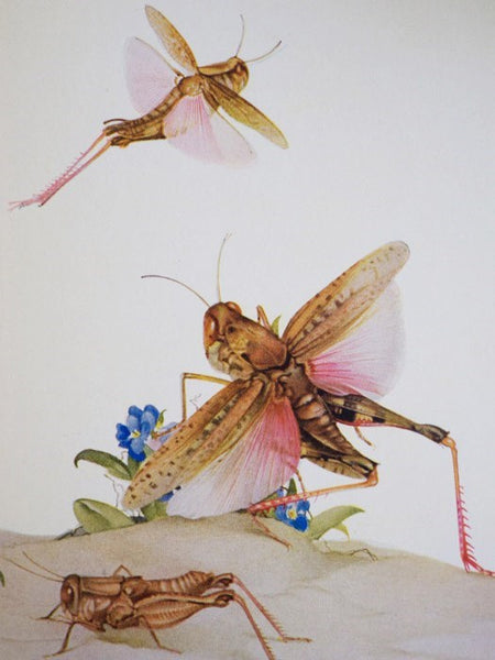 Fabre's Book of Insects: Retold from Alexander Teixeira de Mattos' Translation of Fabre's 'Souvenirs Entomologiques'