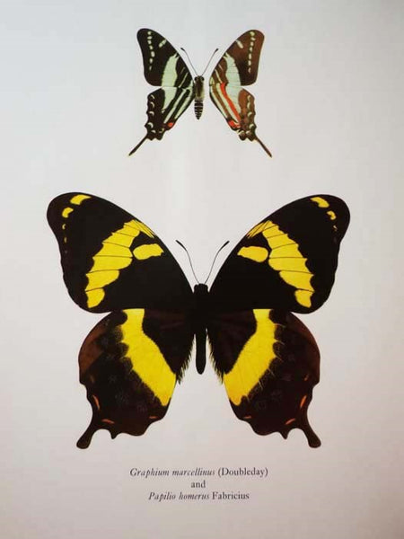 Jamaica and Its Butterflies