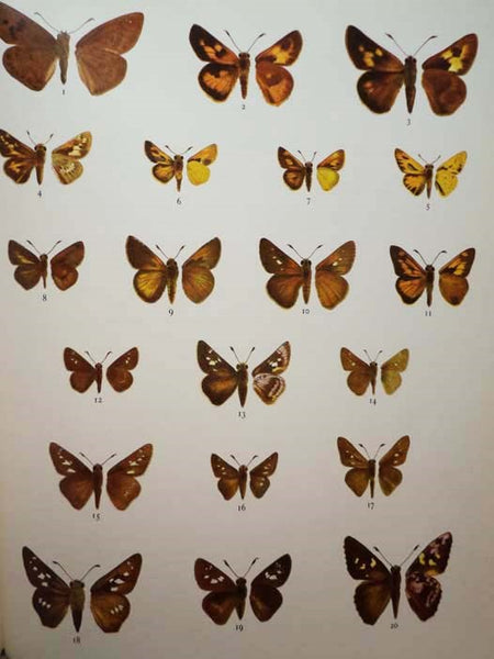 Jamaica and Its Butterflies