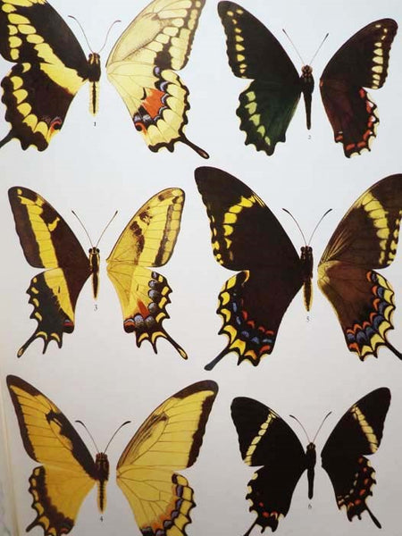 Jamaica and Its Butterflies