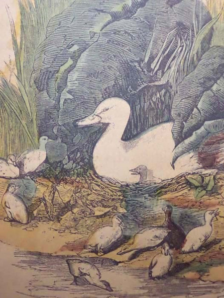 The History of The Ugly Little Duck, or, The Beautiful Swan [The Ugly Duckling]