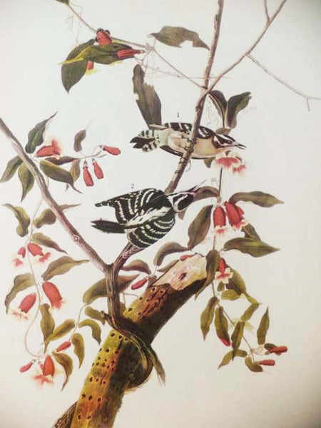 The Birds of America