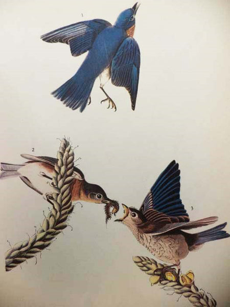 The Birds of America