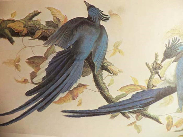 The Original Water-Color Paintings by John James Audubon for The Birds of America