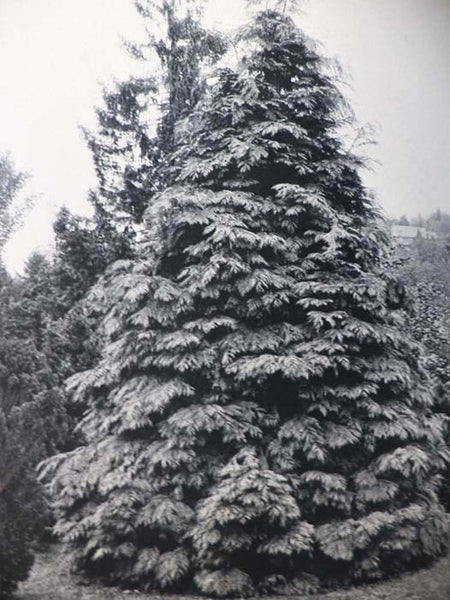 The Cultivated Evergreens: A Handbook of the Coniferous and Most Important Broad-Leaved Evergreens Planted for Ornament in the United State and Canada